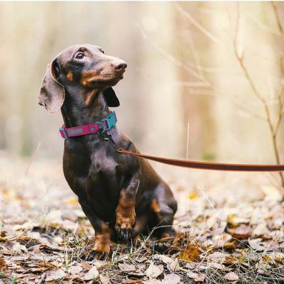 laisse pour chien teckel brun laisse orange