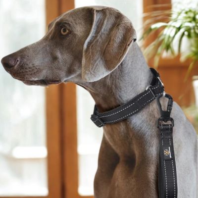 laisses pour chiens longuer 26cm