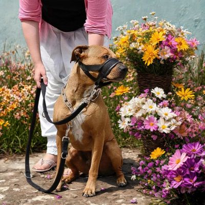 licol chien chien brun fleur maitre
