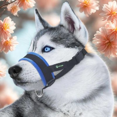 licol chien hosky licol bleu