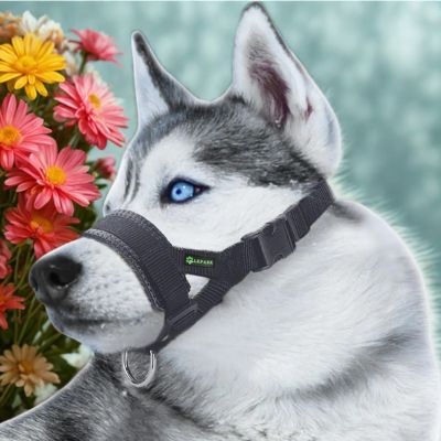 licol chien hosky licol noir