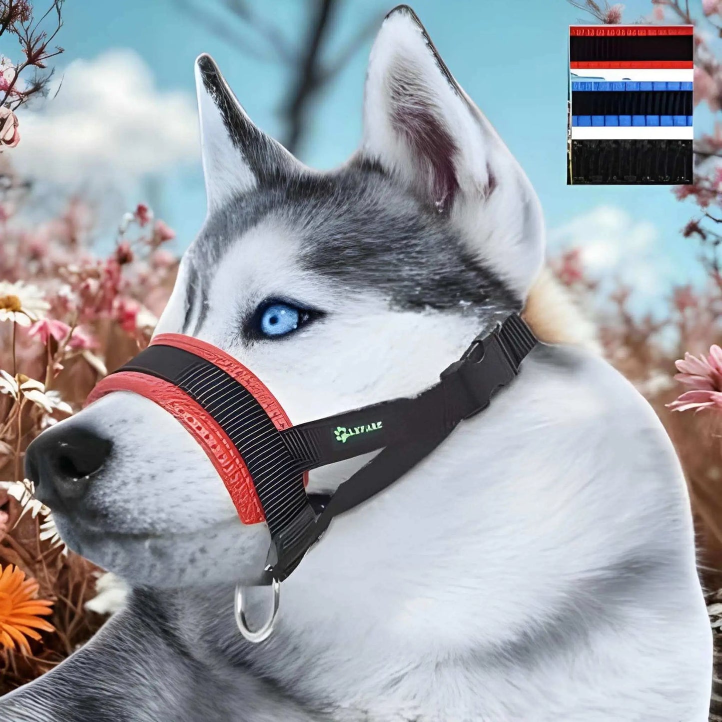 Un husky porte le licol pour chien rouge avec un décor de fleurs.
