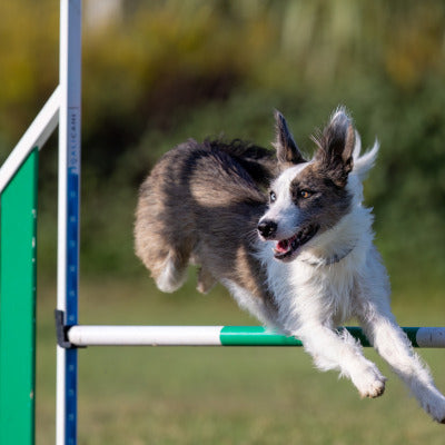 longe chien chien terrain agilite