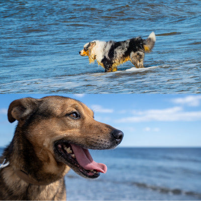 longe chien pratique pour plage eau