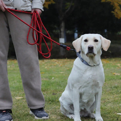 longe pour chien labrador blanc longe rouge maitre