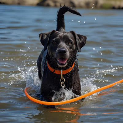 longe pour chien labrador noir lac avec-longe orange