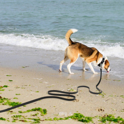 longe pour chien plage chien boie eau mer