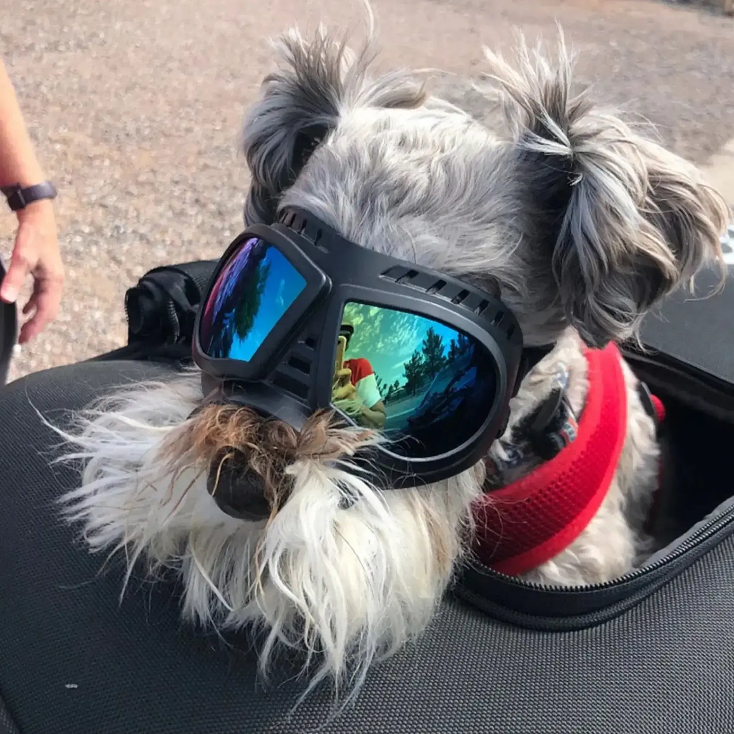 Un schnauzer avec une lunette pour chien de moto bleue dans un sac de transport.