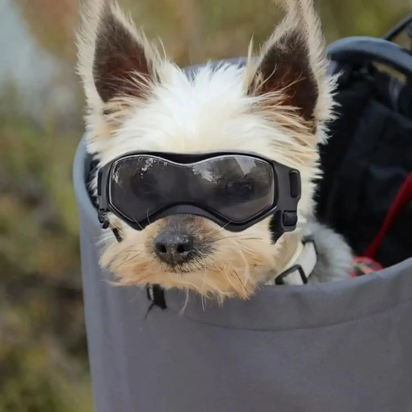 Un Yorkshire dans un sac de transport porte une lunette de soleil pour chien noir.