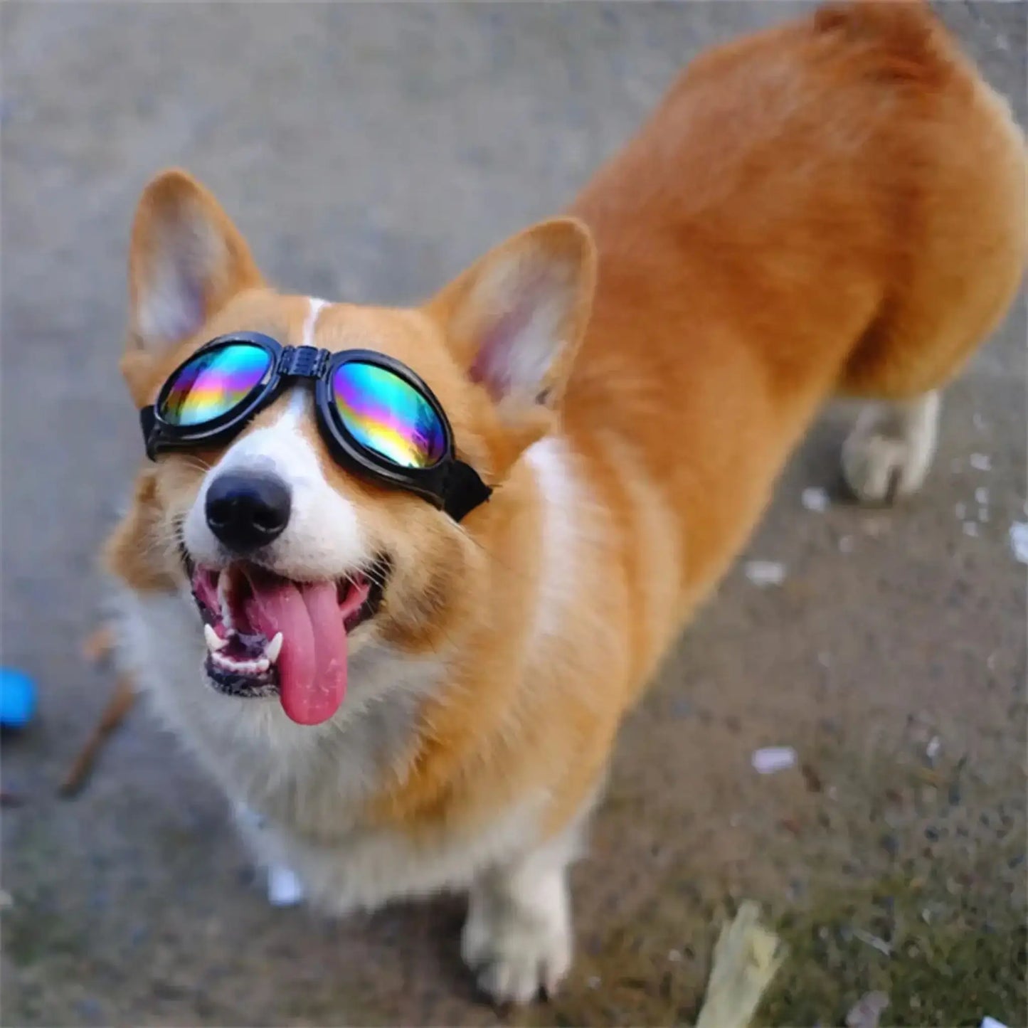 Un corgi avec une lunette de soleil pour chien noire.