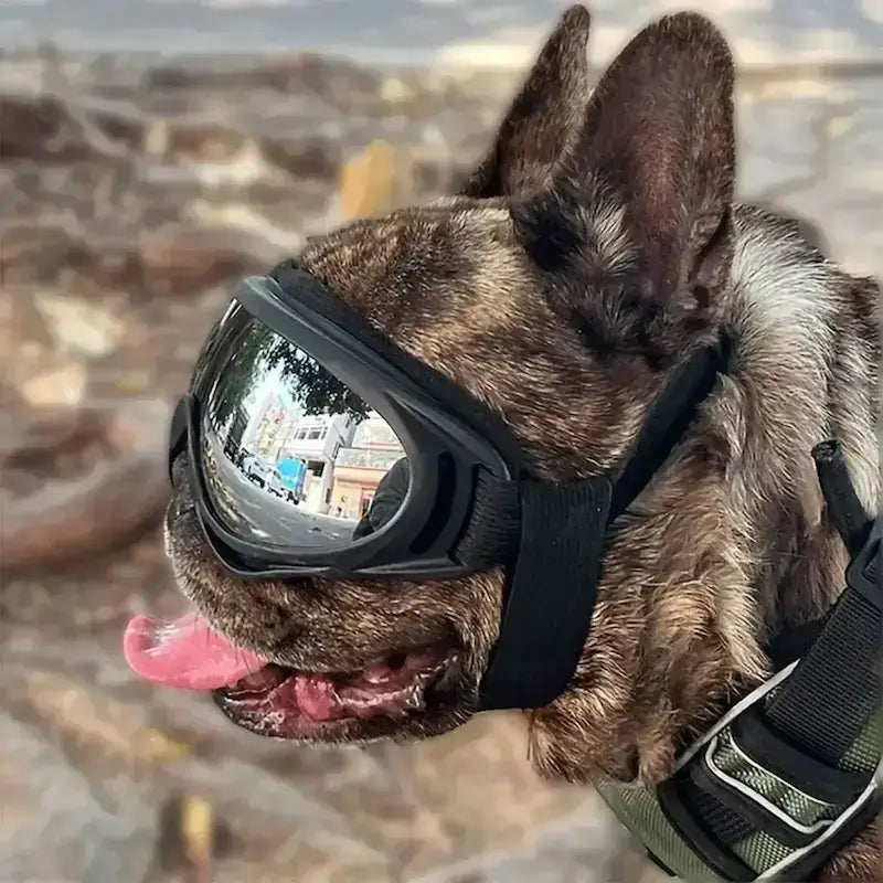 Un bouledogue français vu de côté porte une lunette de soleil pour chien argent.