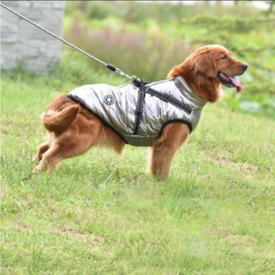 manteau chien argente golden retriever-en laisse