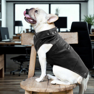 manteau chien bouledogue francais assis chaise en bois bureau