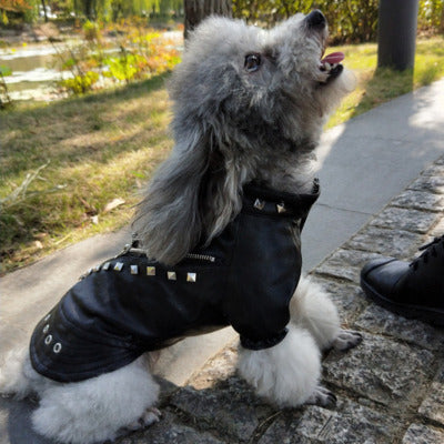 manteau chien caniche exterieur trotoire