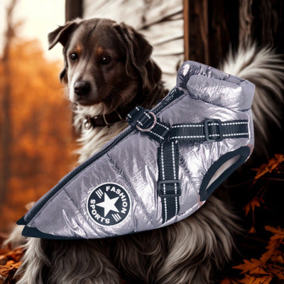 manteau chien couleur argente deco automne chien arriere