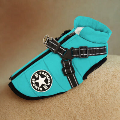 manteau chien couleur turquoise