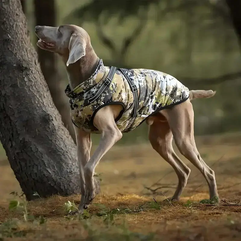 Un braque allemand dans la forêt est vetu d'un manteau pour chien couleur camouflage.