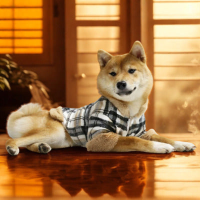 manteau chien shiba coucher plancher lumiere entre pieces