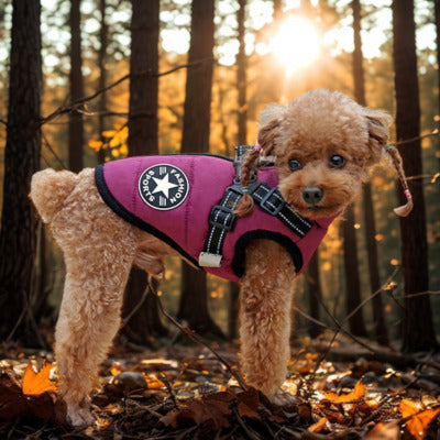 manteau chien violet caniche bois automne