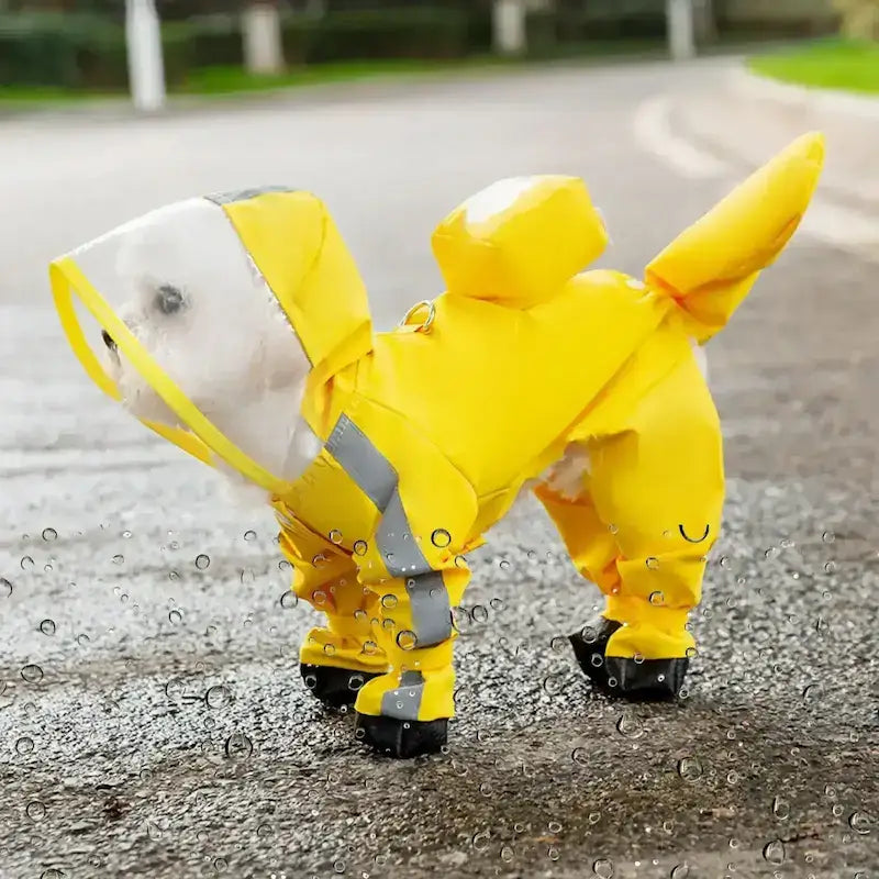 Un bichon frisé sous la pluie dans la rue est vêtu d'un manteau de pluie pour chien jaune.