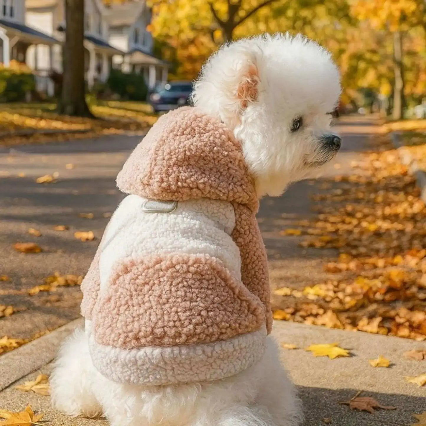 Un bichon frisé vu de dos assis sur un trottoir est vetu d'un manteau pour petit chien de couleur rose.