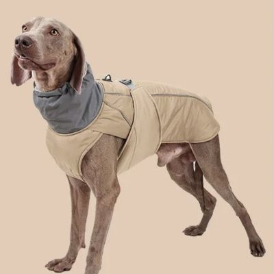 manteau pour chien couleur beige