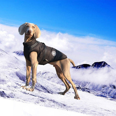 manteau pour chien danois montagne neige manteau noir