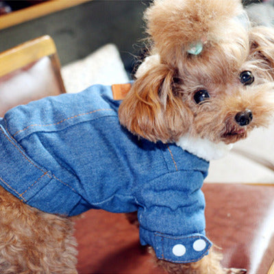 manteau pour chien petit chien avec manteau chaise