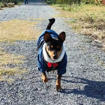 manteau pour chien petit chien promene rue pierre