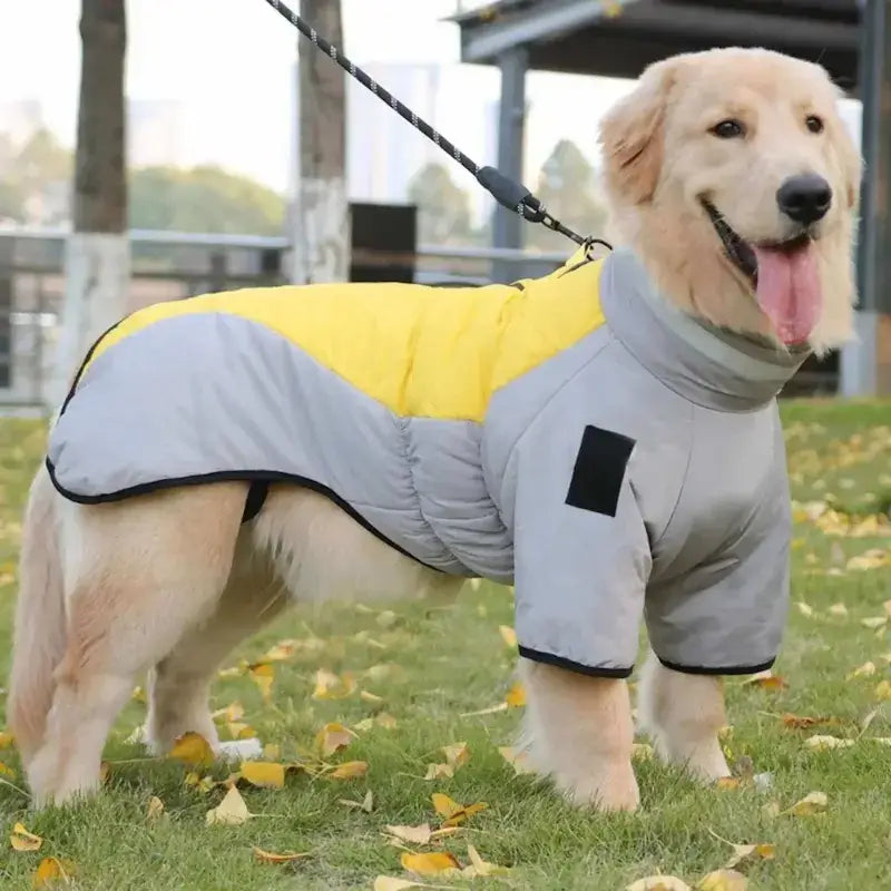Un golden retriever sur une pelouse est vêtu des manteaux pour chien Peloton jaune.