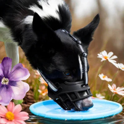 museliere border collie avec museliere boie eau