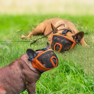 museliere bouledogue francais orange 2 bouledogue
