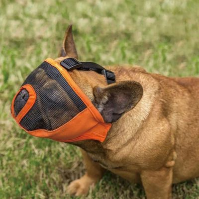 museliere bouledogue francais orange bouledogue fauve