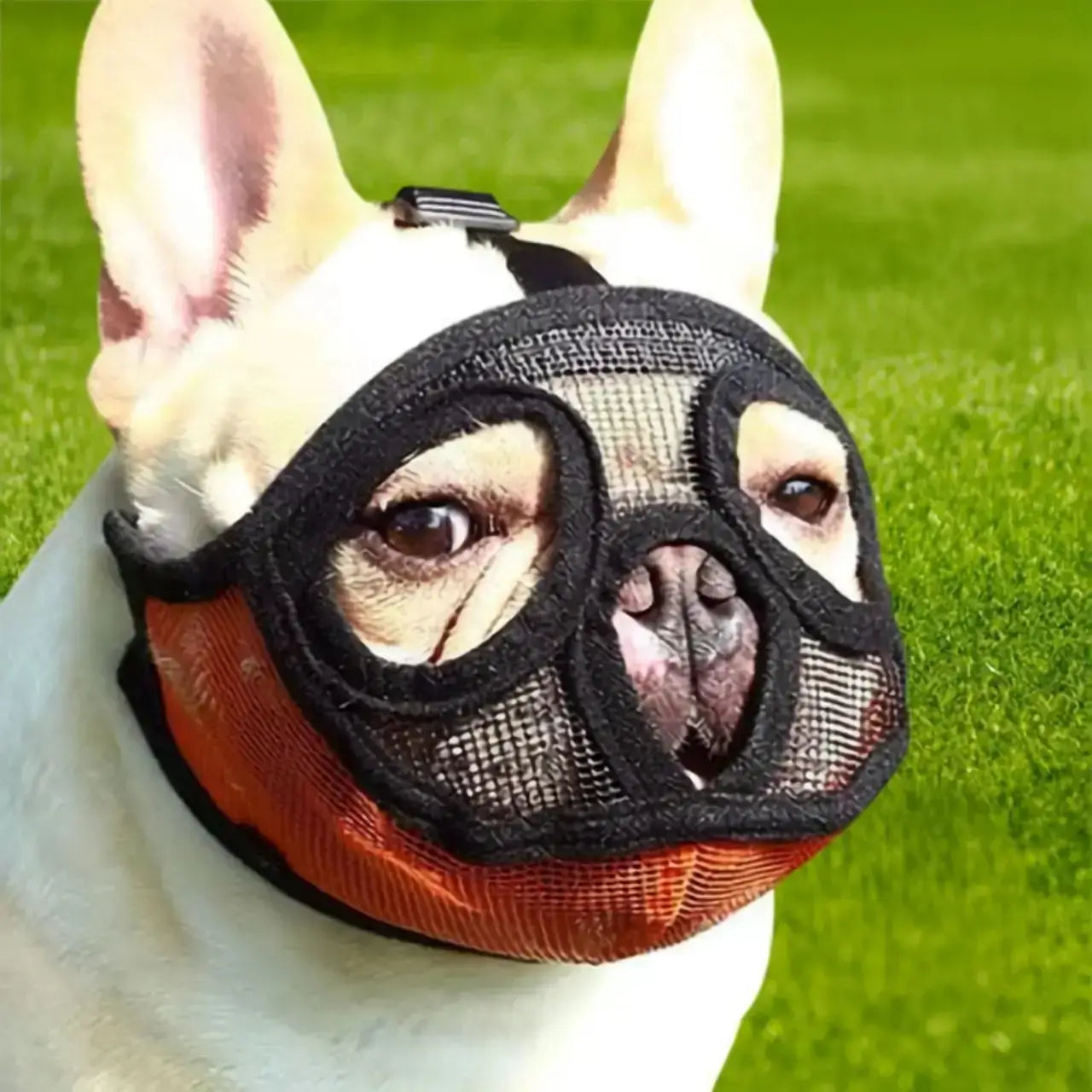 Un bouledogue français avec une muselière pour bouledogue orange.