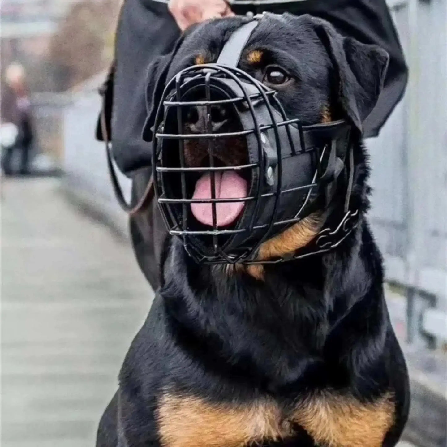 Un Rottweiler avec une muselière cage MuseÉlite avec son maître.