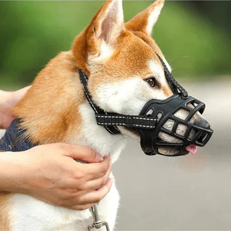 museliere chie akita avec museliere