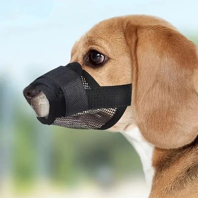 museliere chien beagle avec museliere noir