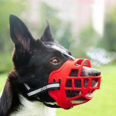 museliere chien border collie avec museliere rouge