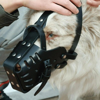 Muselière chien | BravMuse™️ - Jolianimaux
