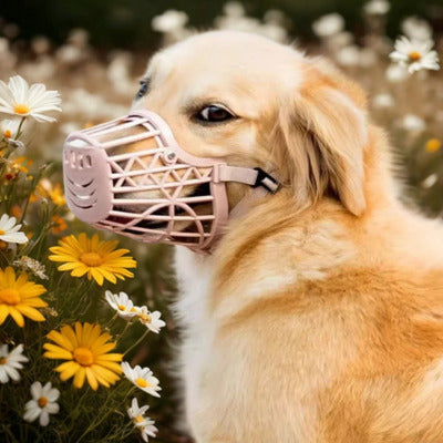 museliere chien golden retriever blond avec museliere fleur