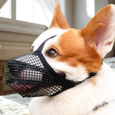 museliere corgie avec museliere noir