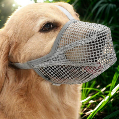 museliere golden retriver avec museliere grise