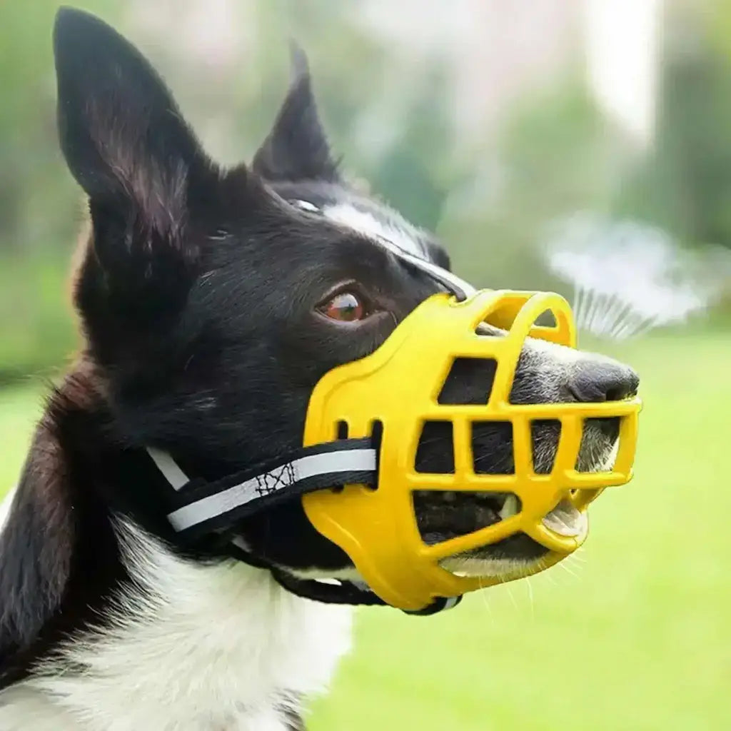Un border collie avec une museliĂšre jaune en silicone.