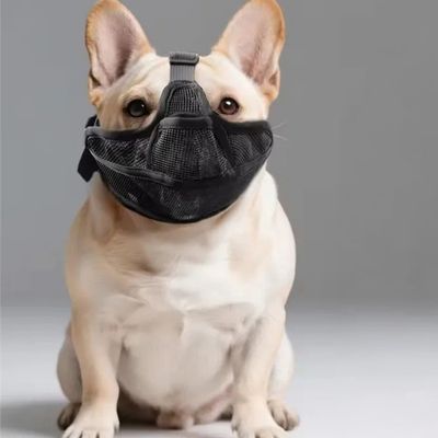 museliere pour bouledogue francais couleur creme museliere noir