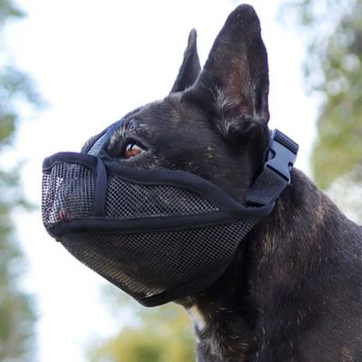 museliere pour bouledogue francais couleur noir