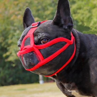 museliere pour bouledogue francais couleur rouge