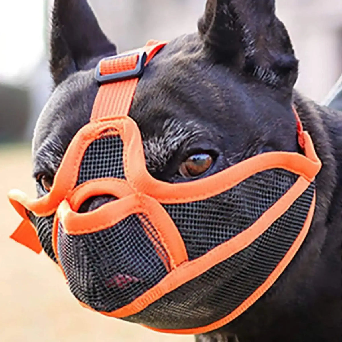Un bouledogue français porte une muselière de couleur orange.