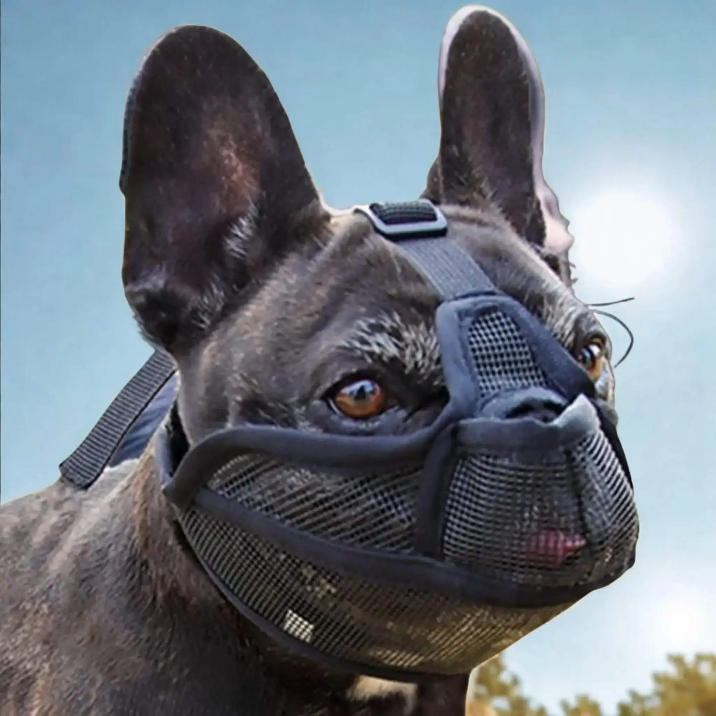 Un bouledogue français noir avec une muselière noire dans un parc.