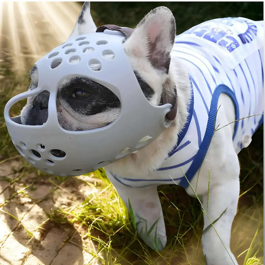 Un bouledogue français avec une muselière pour chien grise.
