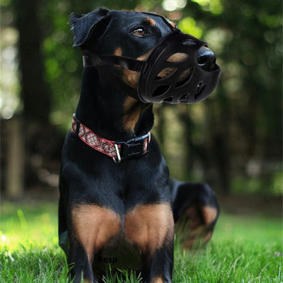 museliere rotweiller herbe avec museliere noir